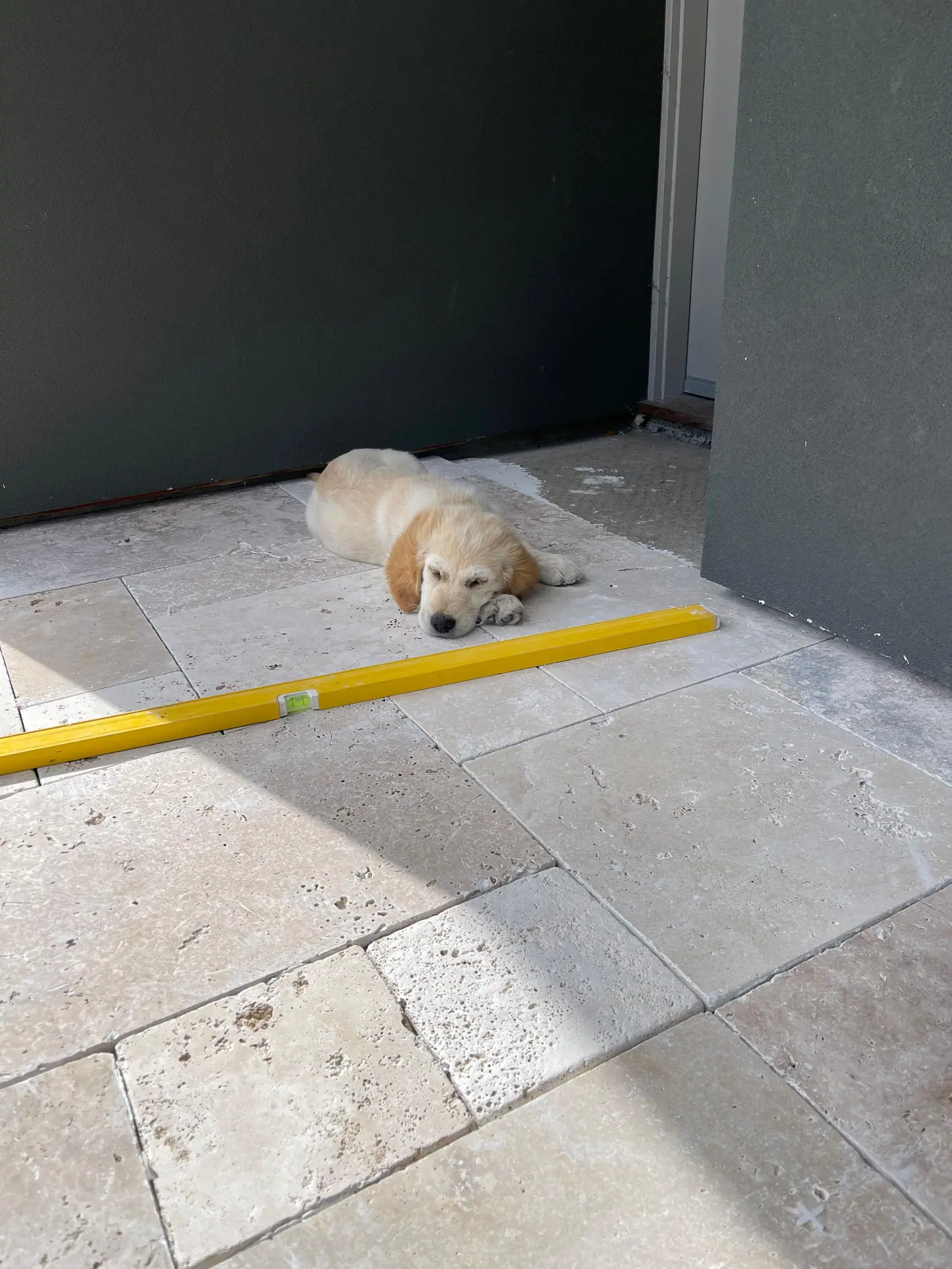 Dog resting on newly laid French pattern travertine paving outside a home